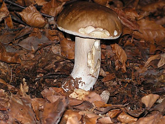 dubák Boletus sp.