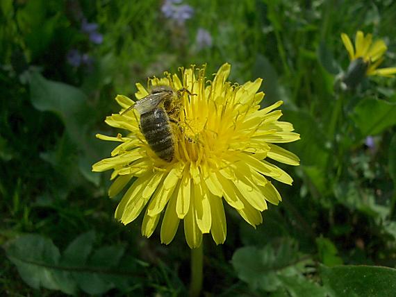 vcela medonosna Apis mellifica