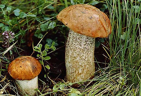 křemenáč krvavějící - Kozák krvavý Leccinum aurantiacum var. sanguinescens  (Velen.) Hlaváček 1958