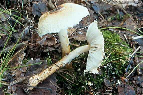 bedla vlnatá - Bedlička vlnatá Lepiota clypeolaria  (Bull.) P. Kumm.