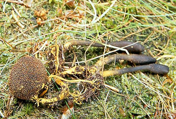 housenice cizopasná Cordyceps ophioglossoides (Ehrenb.: Fr.) Link