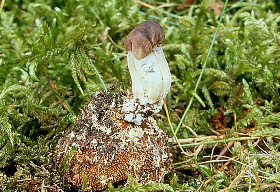 źezlovka Rouxova Tolypocladium rouxii (Cand.) C.A. Quandt, Kepler & Spatafora