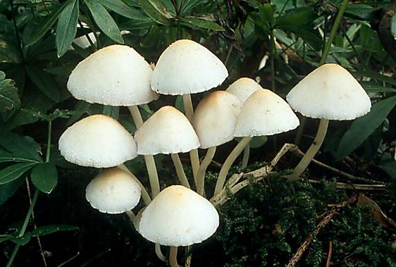 křehutka Candolleova - Drobuľka Candolleova Psathyrella candolleana (Fr.) Maire