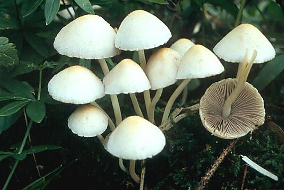 křehutka Candolleova - Drobuľka Candolleova Psathyrella candolleana (Fr.) Maire