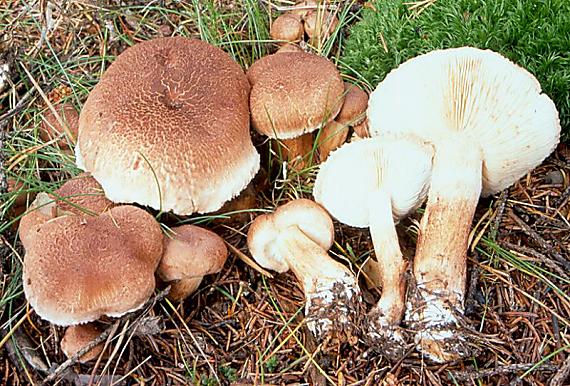 čirůvka kravská - Čírovka škridlicovitá Tricholoma vaccinum (Schaeff.) P. Kumm.