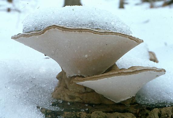 lesklokorka ploská - Lesklokôrovka plochá Ganoderma applanatum  (Pers.) Pat.