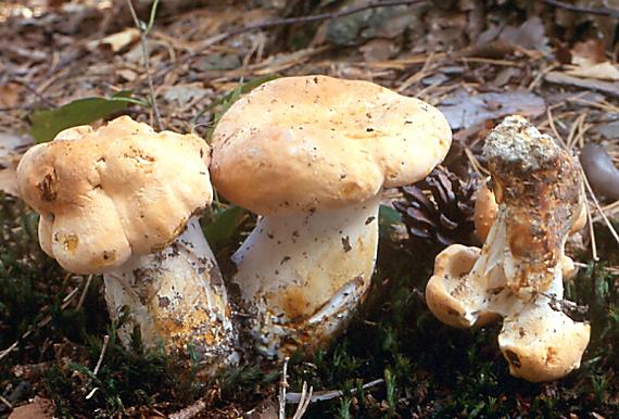 lošák ryšavý - Jelenka ryšavá Hydnum rufescens Pers.