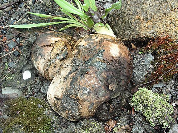 měcháč písečný - Hráškovec obyčajný Pisolithus arrhizus (Scop.) Rauschert 1959