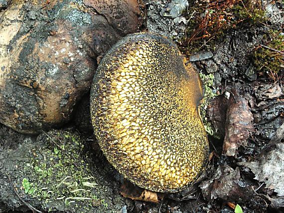 měcháč písečný Pisolithus arhizus (Scop.) Rauschert