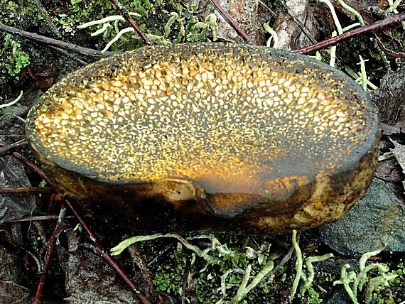 měcháč písečný - Hráškovec obyčajný Pisolithus arhizus (Scop.) Rauschert