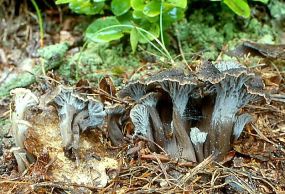 liška šedá Cantharellus cinereus (Pers.) Fr.