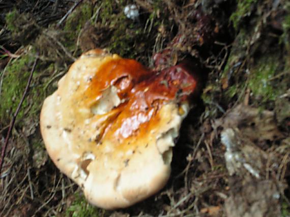 lesklokorka lesklá - Lesklokôrovka obyčajná Ganoderma lucidum (Curtis) P. Karst.