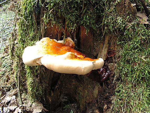 lesklokorka lesklá - Lesklokôrovka obyčajná Ganoderma lucidum  (Curtis) P. Karst.