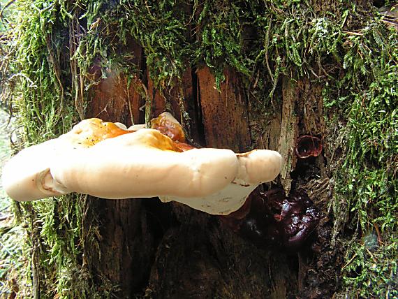 lesklokorka lesklá - Lesklokôrovka obyčajná Ganoderma lucidum  (Curtis) P. Karst.