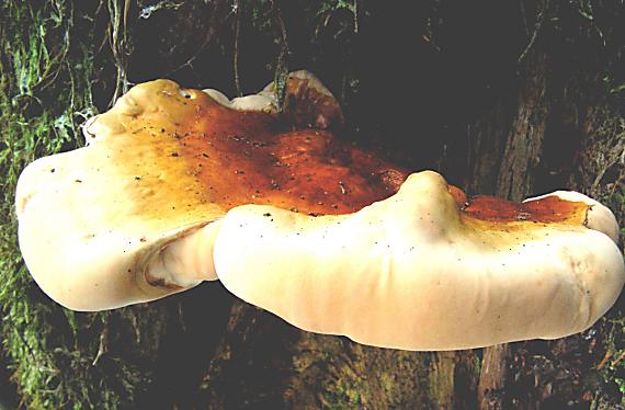 lesklokorka lesklá - Lesklokôrovka obyčajná Ganoderma lucidum  (Curtis) P. Karst.