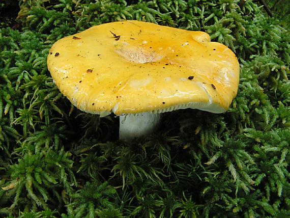 holubinka chromová - Plávka chrómovožltá Russula claroflava Grove