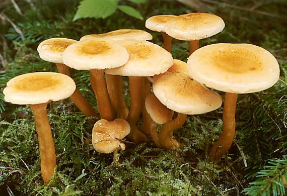 lištička pomerančová - Líška oranžová Hygrophoropsis aurantiaca (Wulfen:) Maire 1921