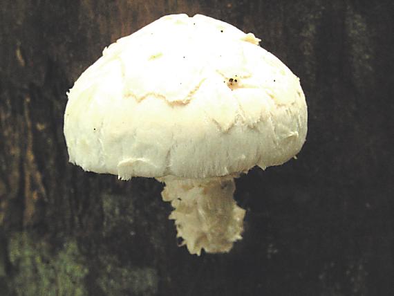 houževnatec šupinatý - Húževnatec šupinatý Neolentinus lepideus (Fr.) Redhead & Ginns 1985