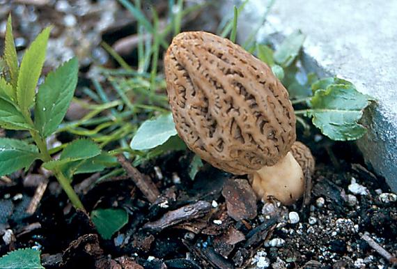 smrž pražský - smrčok pražský Morchella pragensis F. Smotlacha 1952