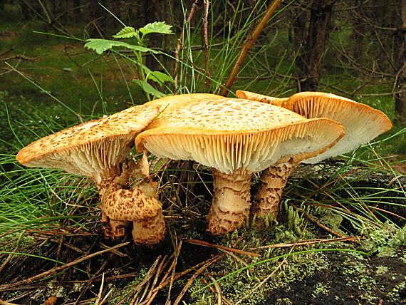 houževnatec šupinatý - Húževnatec šupinatý Neolentinus lepideus (Fr.) Redhead & Ginns