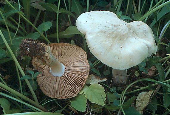 závojenka podtrnka - Hodvábnica jarná Entoloma clypeatum  (L.) P. Kumm.