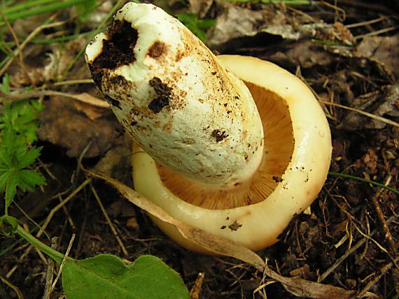 holubinka smrdutá - Plávka smradľavá Russula foetens (Pers.) Pers. 1796