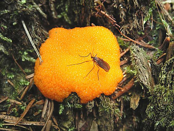 rourkovka rezavá - Jahodník sasankovitý Tubifera ferruginosa  (Batsch) J.F. Gmel.