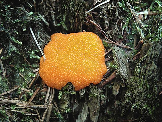 rourkovka rezavá - Jahodník sasankovitý Tubifera ferruginosa  (Batsch) J.F. Gmel.