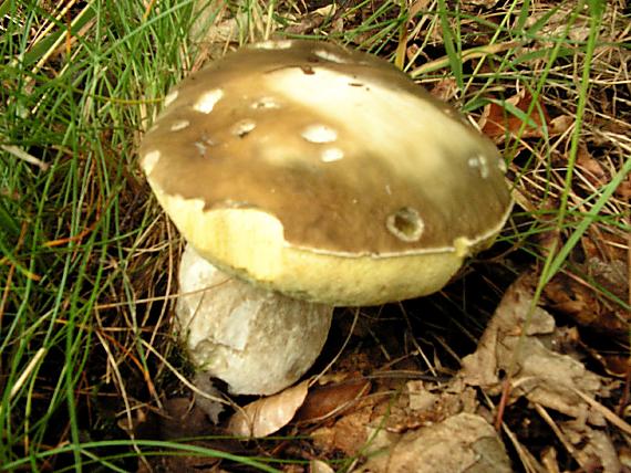 hřib dubový - Hríb dubový Boletus reticulatus Schaeff. 1774