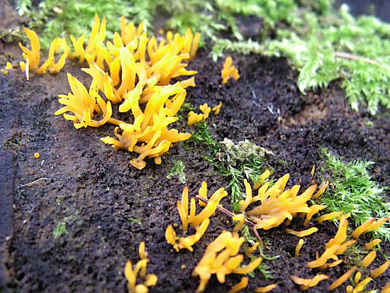 krásnorůžek rohovitý - Parôžkovec malý Calocera cornea (Fr.) Loud.