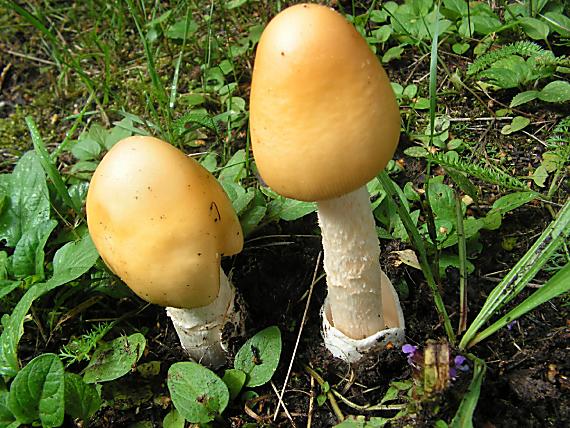 muchomůrka šafránová - Muchotrávka oranžová Amanita crocea (QuÃ©l.) Sing.1951