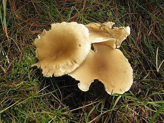 strmělka kyjonohá Ampulloclitocybe clavipes (Pers.) Redhead, Lutzoni, Moncalvo & Vilgalys