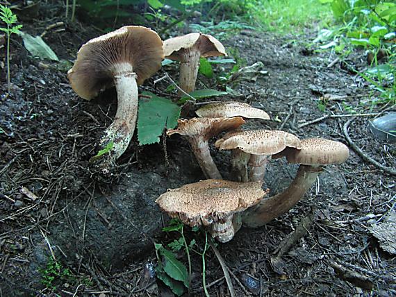 václavka smrková Armillaria ostoyae (H. Romagnesi) Herink. 1973