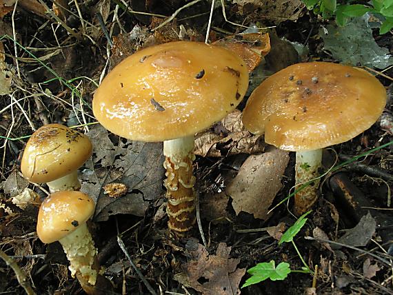 pavučinovec mazľavý Cortinarius trivialis  J.E. Lange