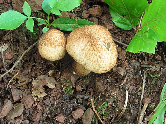 vláknice Bongardova Inosperma bongardii (Weinm.) Matheny & Esteve-Rav.