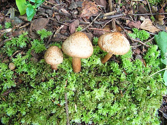 vláknice Bongardova Inosperma bongardii (Weinm.) Matheny & Esteve-Rav.