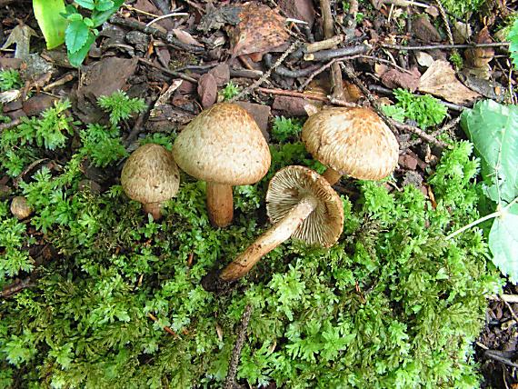 vláknice Bongardova Inosperma bongardii (Weinm.) Matheny & Esteve-Rav.