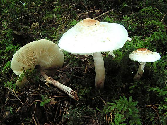 bedla hřebenitá - Bedlička páchnúca Lepiota cristata (Bolton) P. Kumm. 1871