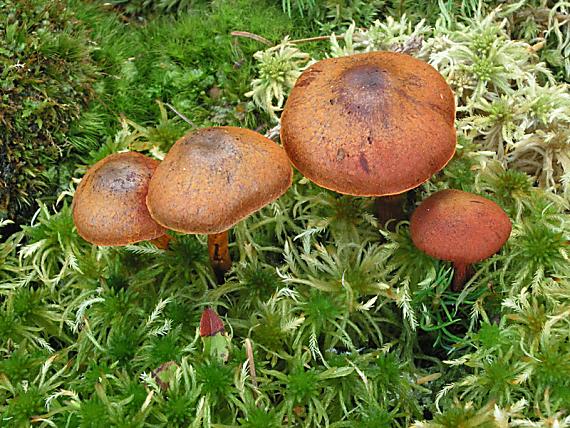 pavučinec krvavý - Pavučinovec krvavý Cortinarius sanguineus (Wulfen) Fr.