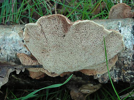 hlinák červenající Hapalopilus rutilans (Pers.); Karst. 1881