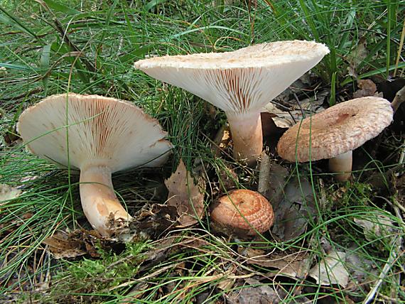 ryzec kravský Lactarius torminosus (Schaeff. Ex Fr.) S. F. Gray 1821