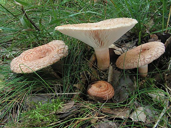 ryzec kravský Lactarius torminosus (Schaeff. Ex Fr.) S. F. Gray 1821