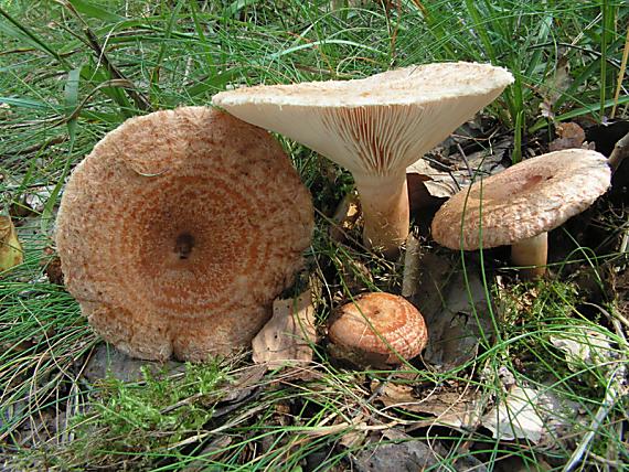 ryzec kravský Lactarius torminosus (Schaeff. Ex Fr.) S. F. Gray 1821