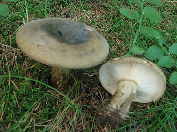 ryzec šeredný Lactarius turpis Fr. 1838