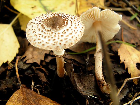 bedla černošupinatá - Bedlička čiernošupinatá Lepiota felina (Pers.) P. Karst.