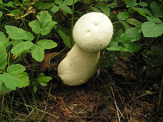 pýchavka obecná Lycoperdon perlatum Pers. 1796