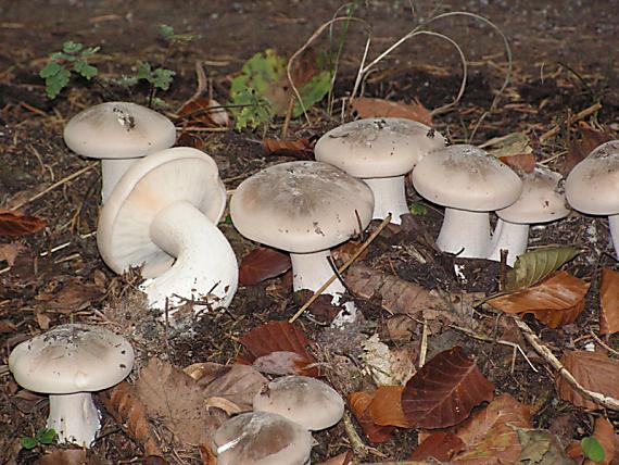 strmělka mlženka Clitocybe nebularis (Batsch) P. Kumm.