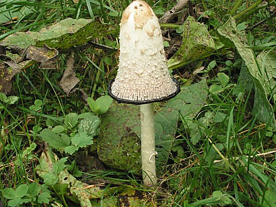 hnojník obecný - Hnojník obyčajný Coprinus comatus (O.F. Müll.) Pers.