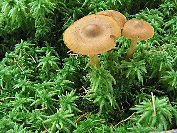 pavučinec skořicově žlutý - Pavučinovec škoricovožltkastý Cortinarius cinnamomeoluteus P.D. Orton