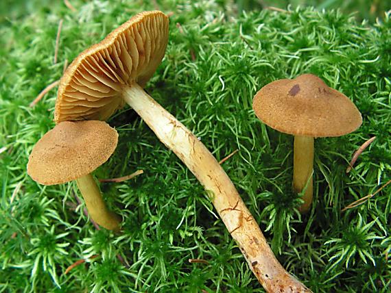 pavučinec skořicově žlutý - Pavučinovec škoricovožltkastý Cortinarius cinnamomeoluteus P.D. Orton